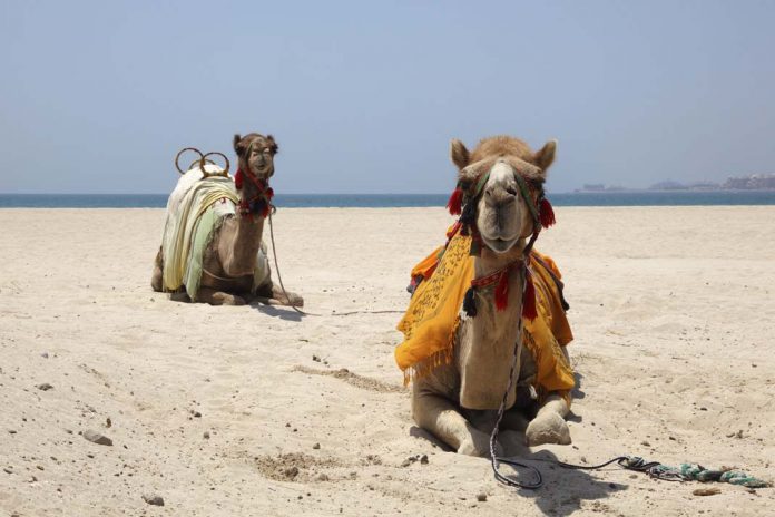 Camels on the beach in Dubai, United Arab Emirates